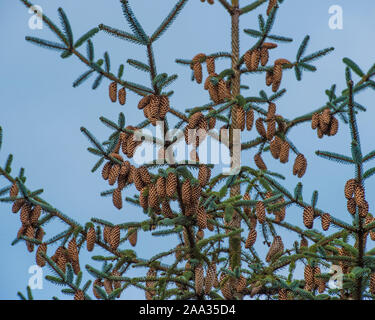 Coni su albero di abete rosso Foto Stock