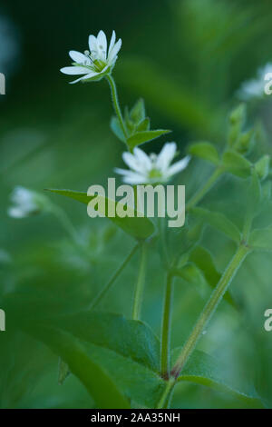 Stellaria aquatica,Wasserdarm,chickweed gigante,acqua chickweed Foto Stock