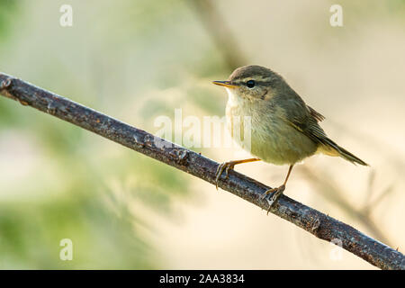 Common Chiffchaff appollaiate su un pesce persico cercando in una distanza Foto Stock