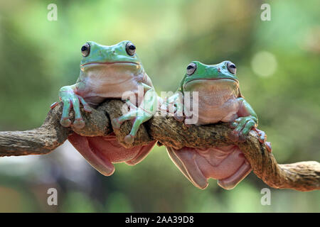 Due losca Rane di albero su un ramo, Indonesia Foto Stock