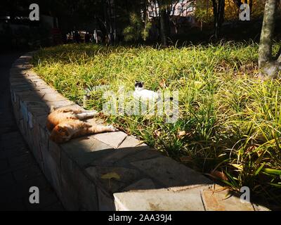 (191119) -- PECHINO, nov. 19, 2019 (Xinhua) -- Mobile mostra fotografica di gatti in giardino Xuanwuyiyuan a Pechino Capitale della Cina, nov. 11, 2019. (Xinhua/Guan Guifeng) Foto Stock