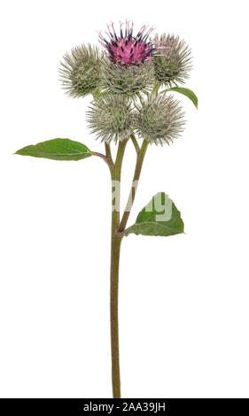 Grande (Bardana Arctium lappa) fiore su sfondo bianco Foto Stock