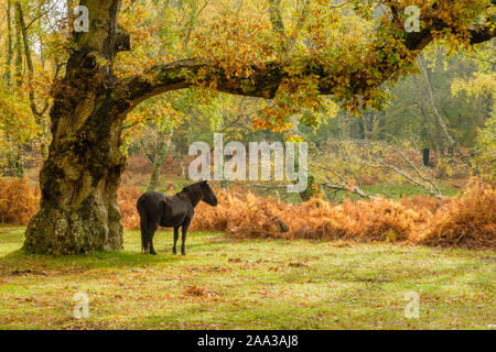 New Forest, Pony si leva in piedi sotto la quercia con i colori autunnali, Hampshire, Inghilterra, Regno Unito. Foto Stock