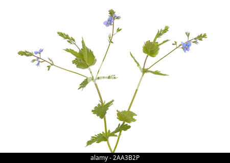 Veronica chamaedrys fiori isolati su sfondo bianco Foto Stock