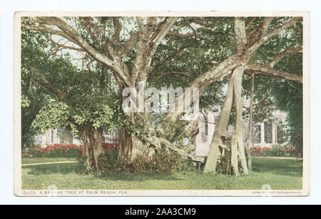 Ultima serie pubblicata da principalmente di proprietà della società o di società-commissionato immagini.; un Banyan Tree, Palm Beach, in Florida. Foto Stock