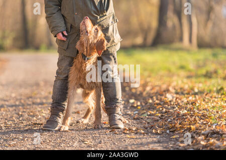 Vecchio Magyar Vizsla 13 anni. un cane femmina handler è camminare con lei odedient vecchio cane sulla strada in un bosco in autunno Foto Stock