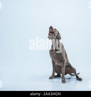 La felicità. Weimaraner cane sta giocando con la palla e saltare. Carino grigio giocoso doggy o pet cattura giocoso toy isolato su sfondo blu. Concetto di moto, azione, movimento, animali domestici amore. Foto Stock