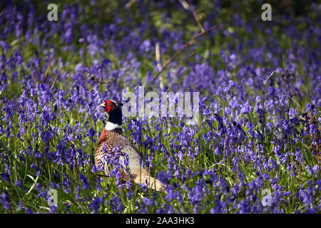 Un fagiano in un Bluebell wood tra Bluebells Foto Stock