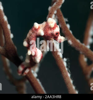Di Denise cavalluccio marino pigmeo (Hippocampus denise). Subacqueo fotografia macro da Romblon, Filippine Foto Stock