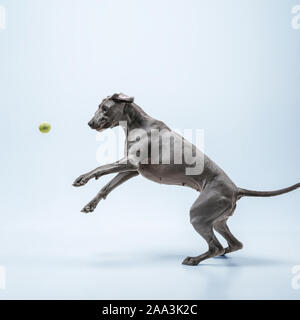 Ghost runner. Weimaraner cane sta giocando con la palla e saltare. Carino grigio giocoso doggy o pet cattura giocoso toy isolato su sfondo blu. Concetto di moto, azione, movimento, animali domestici amore. Foto Stock