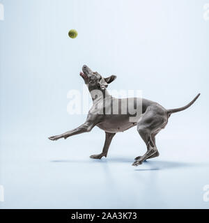 Ghost runner. Weimaraner cane sta giocando con la palla e saltare. Carino grigio giocoso doggy o pet cattura giocoso toy isolato su sfondo blu. Concetto di moto, azione, movimento, animali domestici amore. Foto Stock