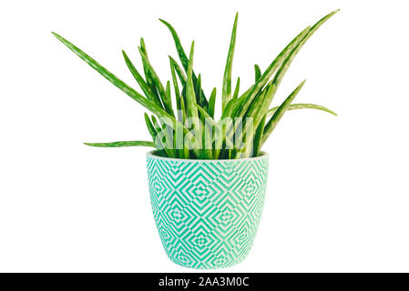 Potted fresco verde Aloe Vera impianto isolato su sfondo bianco Foto Stock