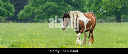 Cavallo al pascolo su Minchinhampton comune; il Cotswolds; Gloucestershire, Regno Unito Foto Stock