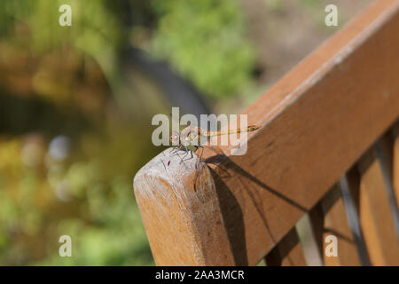 Common darter dragonfly (Sympetrum striolatum) su una sedia, England, Regno Unito Foto Stock