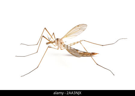 Cylindrotominae o lungo corposo craneflies isolati su sfondo bianco. Foto ad alta risoluzione. Massima profondità di campo Foto Stock