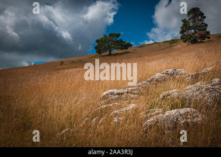 Terra di erba e piante Mt Ventoux, cielo blu con nuvole temporalesche ,Provence Francia. Foto Stock