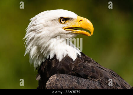 Ritratto di un aquila calva, Isola di Vancouver, British Columbia, Canada Foto Stock