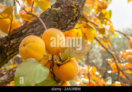 Diospyros kaki ramo di frutta rossa e foglie autunnali sulla natura sfondo verde Foto Stock