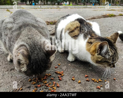 Senzatetto i gatti mangiano cibo. Animali domestici ammessi su strada. Aiutare gli animali randagi, alimentazione. Foto Stock