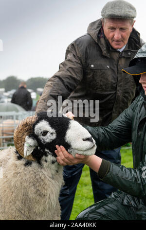 A giudicare Swaledale pecore presso la Westmorland mostrano, Cumbria, Regno Unito. Foto Stock