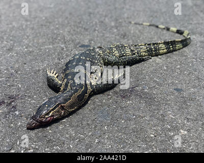 La lucertola varanid è morto e sdraiato sulla strada. Il Varanus salvator, sapere come Asian monitor acqua, morto da crash di auto su una strada asfaltata, Thailandia. Foto Stock