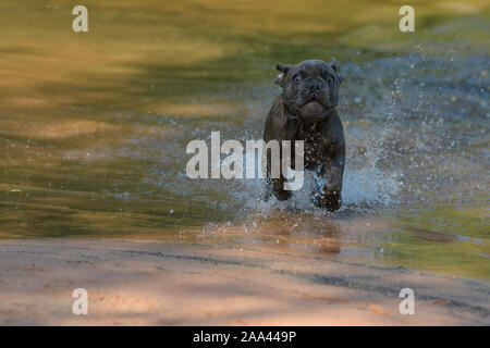 Bulldog francese, cucciolo corre attraverso il fiume Foto Stock