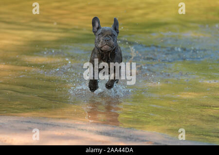 Bulldog francese, cucciolo corre attraverso il fiume Foto Stock