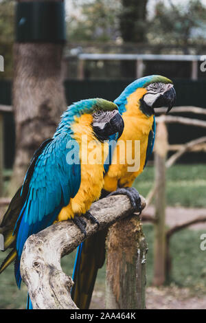 Pappagalli Macaw sui rami, giallo blu pappagalli colorati allo zoo. Foto Stock