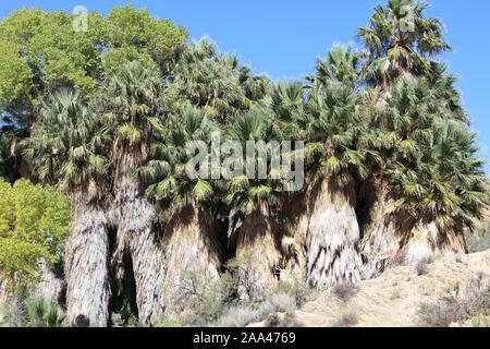 Molla di pioppi neri americani a Joshua Tree National Park, rare naturale deserto Colorado habitat adatto per la ventola della California Palm, Washingtonia filifera. Foto Stock