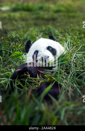 Ritratto di un panda di mangiare il bambù, Indonesia Foto Stock