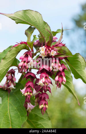 Caprifoglio himalayano (Leycesteria formosa) racemi di fiori di colore bianco con il rosso porpora brattee su un giardino di latifoglie arbusto, Agosto Foto Stock