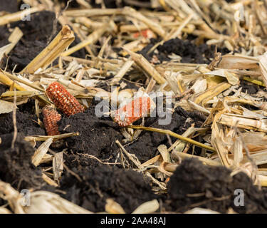 Primo piano della cornfield con stocchi di mais, pannocchie, e residuo coperto con nero zolle di sporco dopo coltivazione ridotto la conservazione del suolo con aratro a scalpello Foto Stock