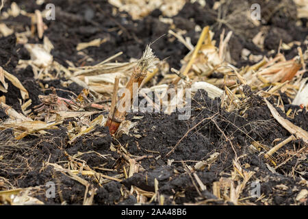 Primo piano della cornfield con stocchi di mais e residuo coperto con nero zolle di sporco dopo caduta coltivazione ridotto la conservazione del suolo con aratro a scalpello Foto Stock