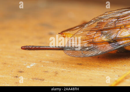 Close up ovispositor di una femmina di Urocerus gigas sawfly. Tipperary, Irlanda Foto Stock