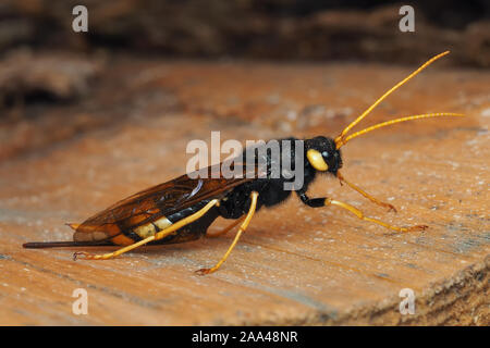 Femmina Urocerus gigas sawfly seduta sul registro di legname. Tipperary, Irlanda Foto Stock