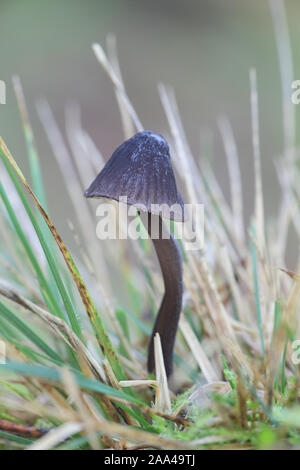 Mycena galopus var. nigra o alcuni tmes Mycena leucogala , conosciuta come la mungitura del cofano o del latte-drop mycena Foto Stock