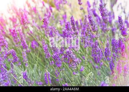 Viola Lavanda fiori sulla natura verde sfondo sfocato. Violetta Lavandula in prato. Close up. Foto Stock