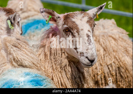 Pecore al villaggio di bestiame al Knapps Kilmacolm Scozia. Foto Stock