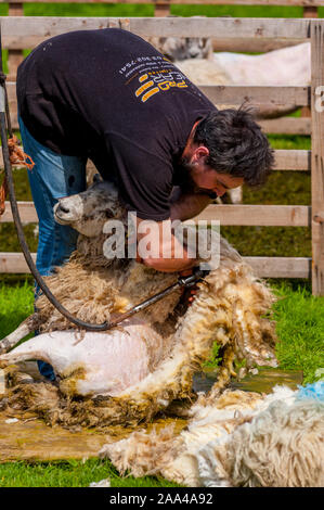 Taglio Shhep al villaggio di bestiame al Knapps Kilmacolm Scozia. Foto Stock