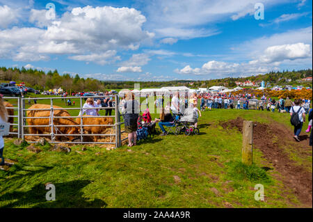 Il villaggio di bovini mostrano al Knapps Kilmacolm Scozia. Foto Stock