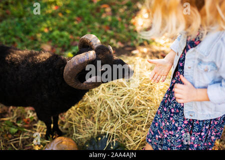 Piccola parentesi ragazza bionda nero alimentazione ovini domestici. Il contadino del concetto di vita. Foto Stock