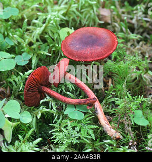 Cortinarius sanguineus, noto come il sangue rosso o rosso sangue webcap di funghi selvatici dalla Finlandia Foto Stock