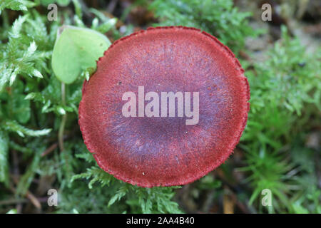 Cortinarius sanguineus, noto come il sangue rosso o rosso sangue webcap, funghi selvatici dalla Finlandia Foto Stock