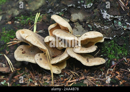 Tapinella panuoides, noto come Oyster rollrim di funghi selvatici dalla Finlandia Foto Stock