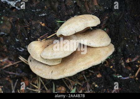 Tapinella panuoides, noto come l'Ostrica rollrim, funghi selvatici dalla Finlandia Foto Stock