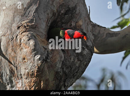 Nero-capped Lory (Lorius lory erythrothorax) adulto presso il nido nel foro albero Varirata National Park, la Papua Nuova Guinea Giugno Foto Stock