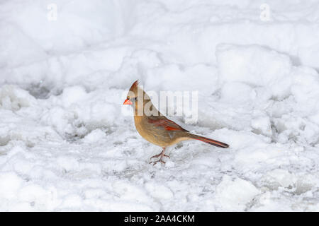 Una femmina di cardinale (Cardinalis cardinalis) in piedi nella neve in inverno. Foto Stock