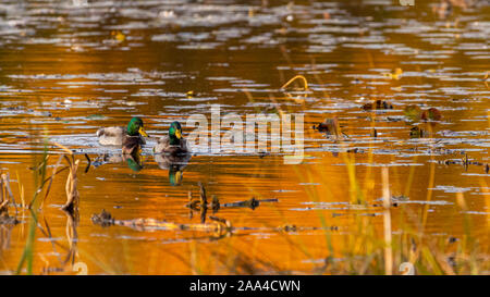 Due maschio le anatre domestiche (Anas platyrhynchos) nuoto nuoto su un laghetto che figurano golden nella luce del mattino. Foto Stock