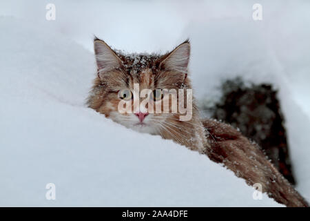 Un divertente cercando Norvegesi della Foresta femmina cat guardando fuori da un cumulo di neve alta Foto Stock