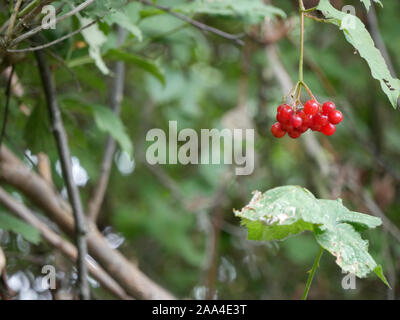Singolo mazzetto di Rowan bacche (Sorbus aucuparia) appeso a un albero nel giardino Foto Stock